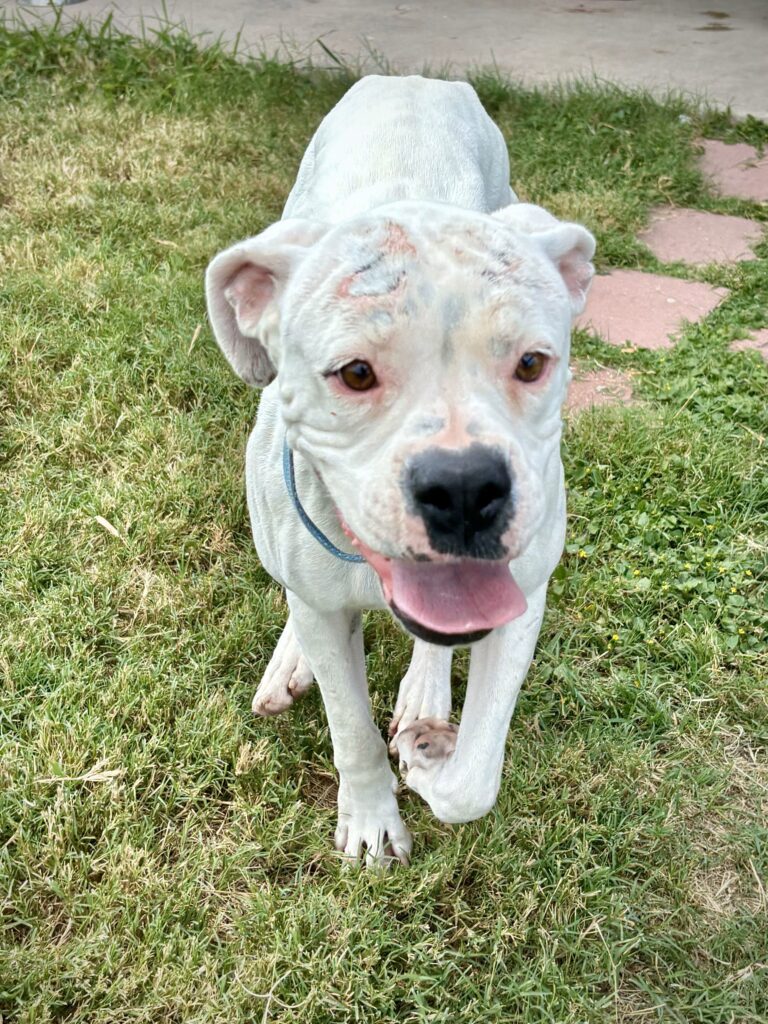 white boxer dog available for adoption, rescue dog, boxer rescue